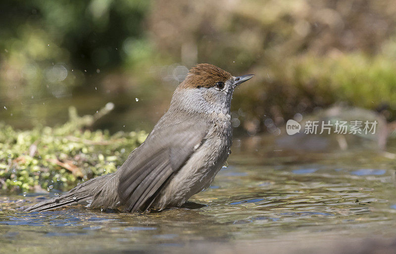 女黑头莺(Sylvia atricapilla)